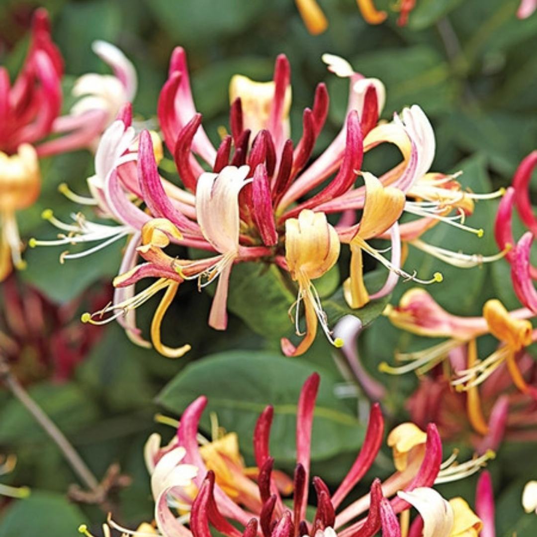 Honeysuckle Jasmine