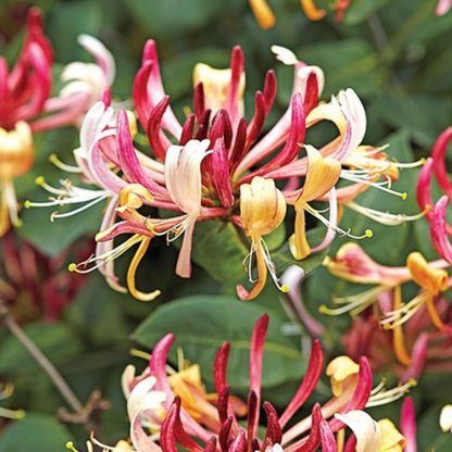 Honeysuckle Jasmine