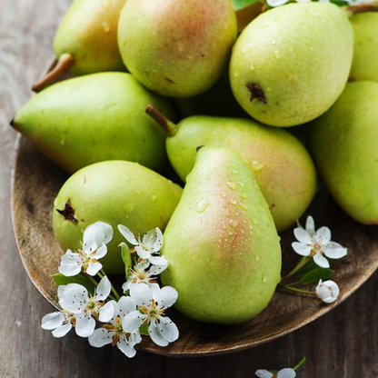 English Pear + Freesia