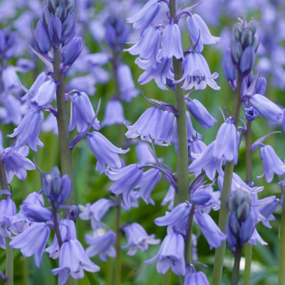 Wild Bluebell