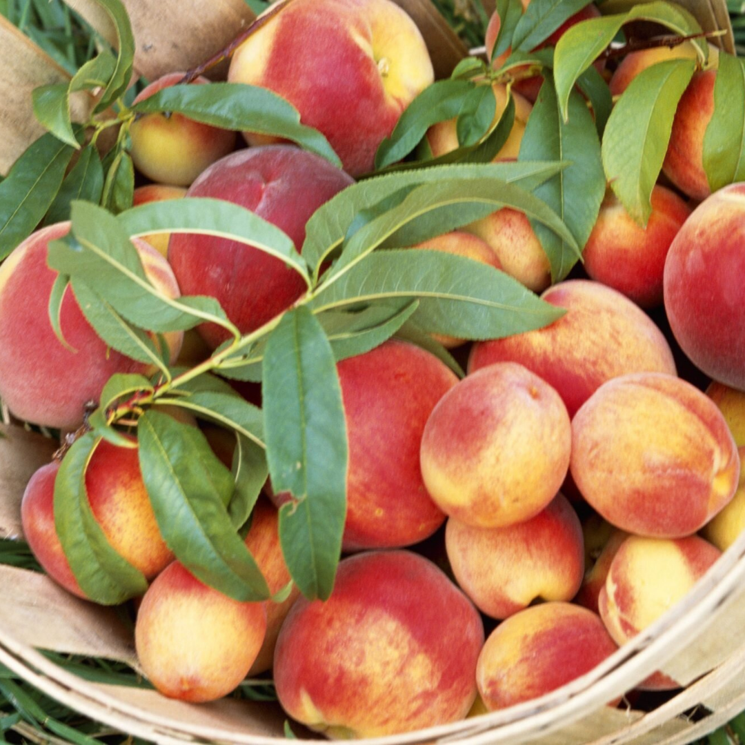 Nectarine Blossom + Honey