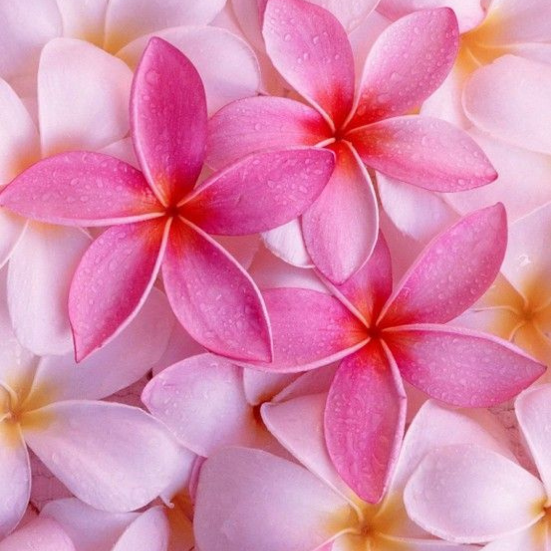 Plumeria