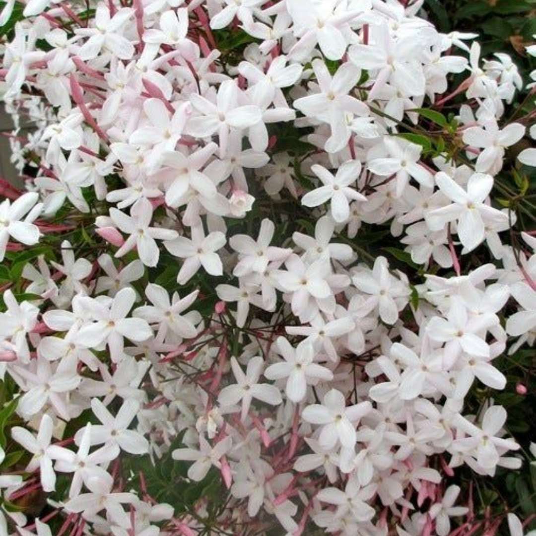 White Jasmine + Mint