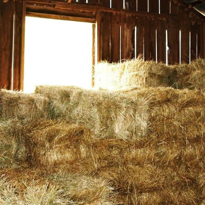 Fresh Hay