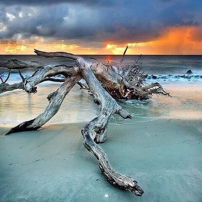 Driftwood + Sea Salt