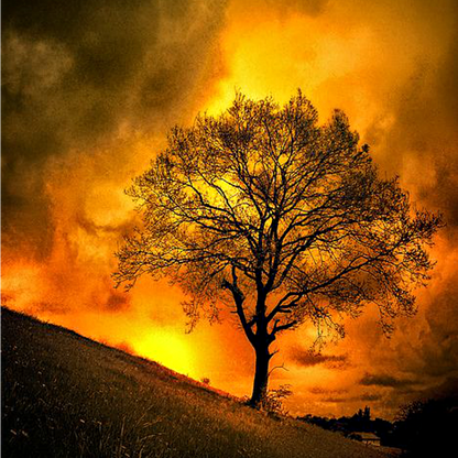 Fire Tree